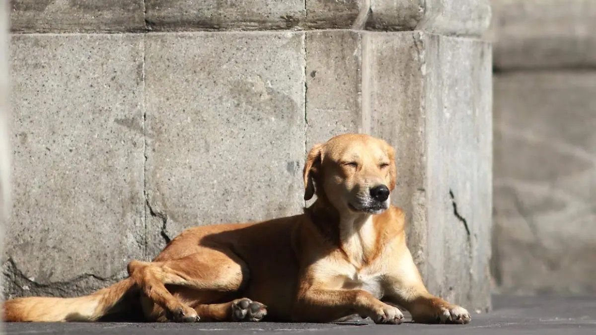 El perro caramelo se convierte en símbolo de la raza mexicana según la PROPAEM